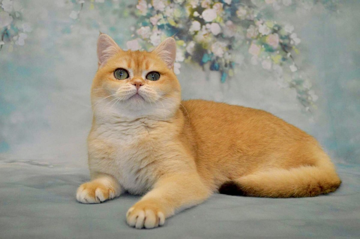 Шотландская короткошерстная Золотая шиншилла