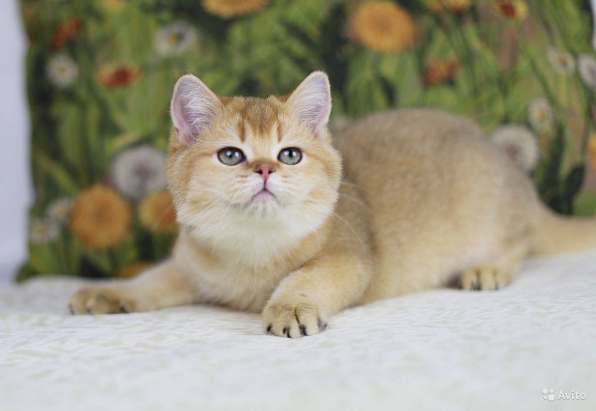 Шотландская короткошерстная Золотая шиншилла