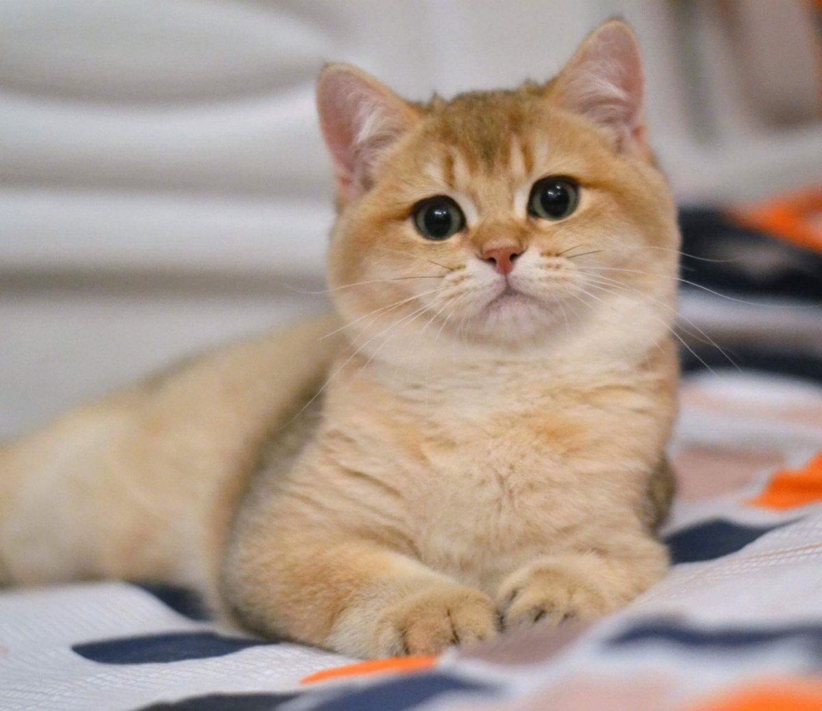 Золотая шиншилла Шотландская и Британская