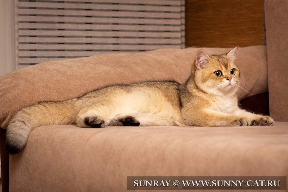 Золотая шиншилла ny11