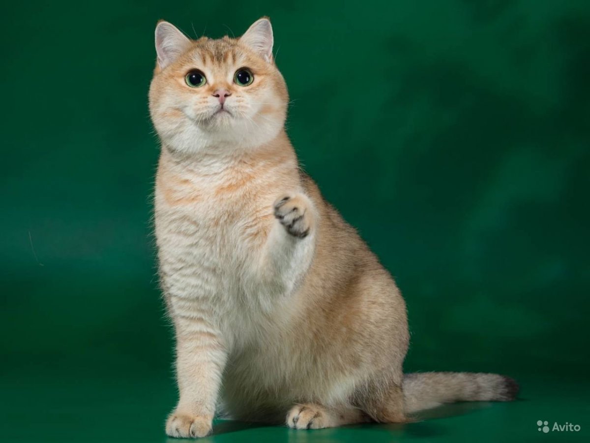 Скоттиш страйт Золотая шиншилла