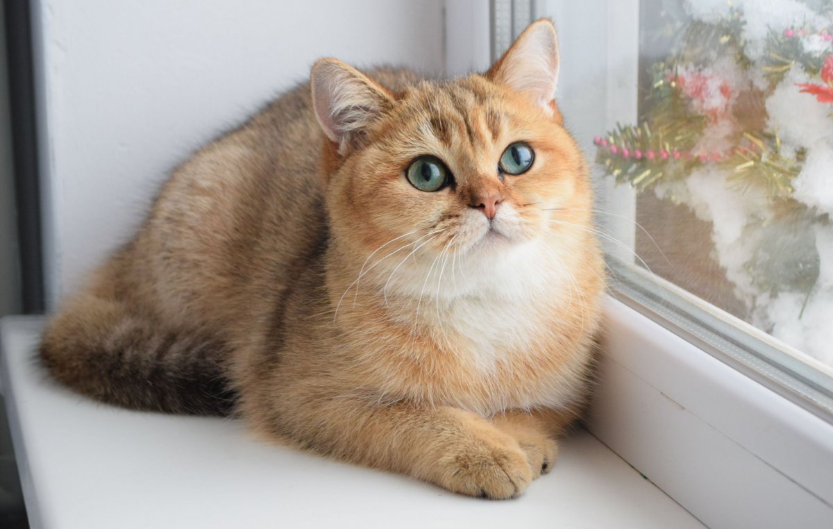 Британская Золотая шиншилла