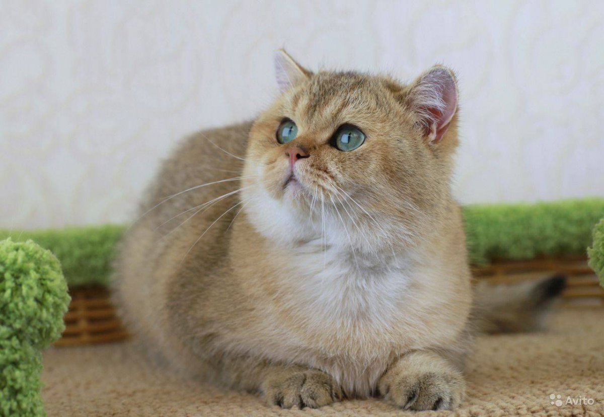 Золотая тикированная шиншилла