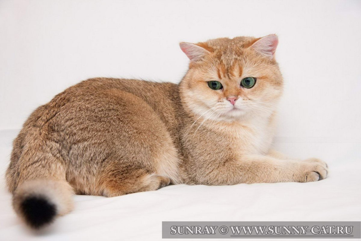 Британская Золотая шиншилла