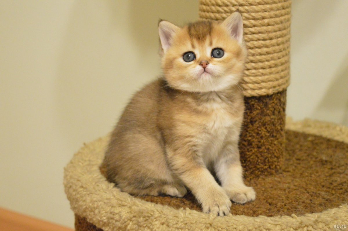 Британец Золотая шиншилла