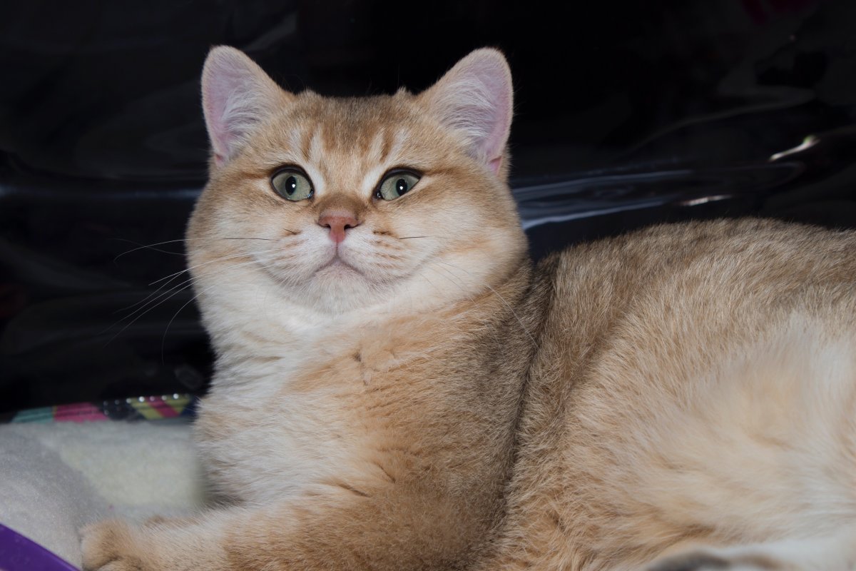 Британская Золотая шиншилла