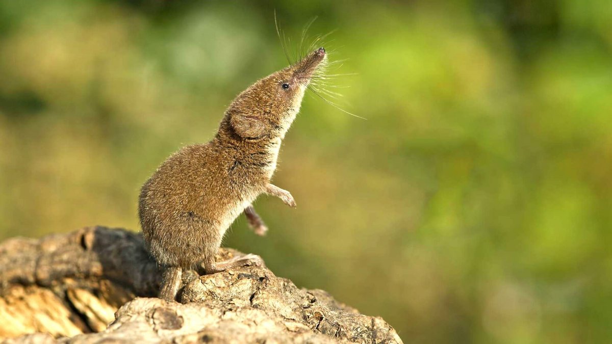 Прыгунчик слоновая землеройка