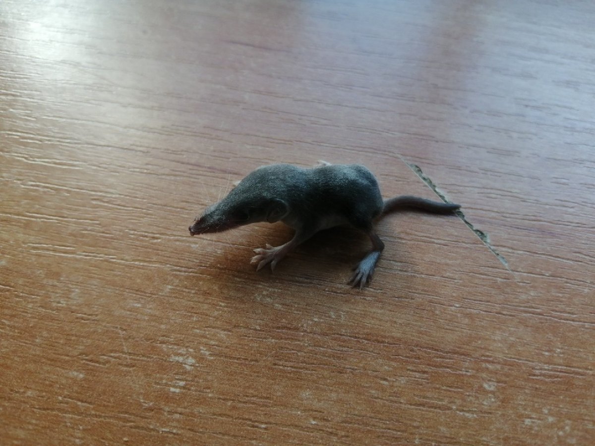 Маленькая мышь с длинным носом