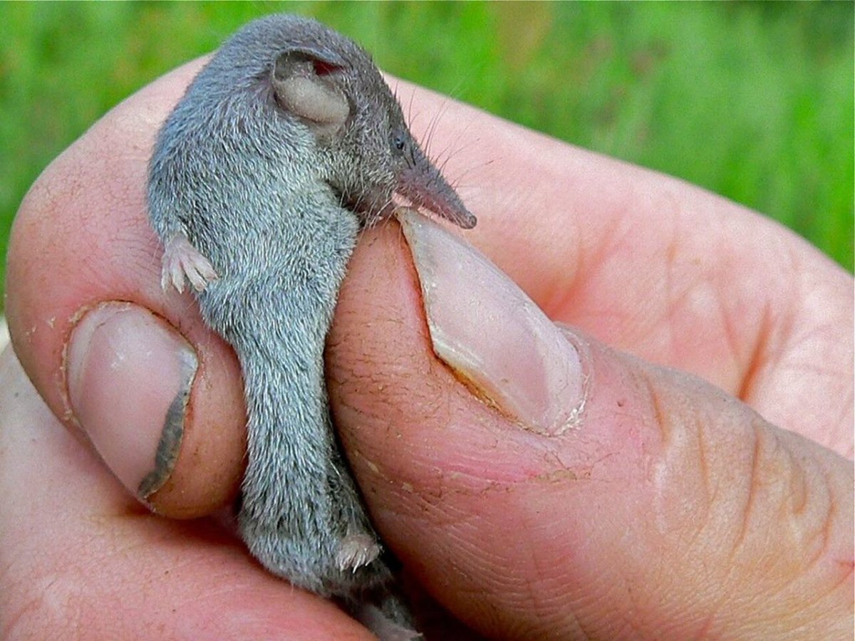 Мышь с пушистым хвостом