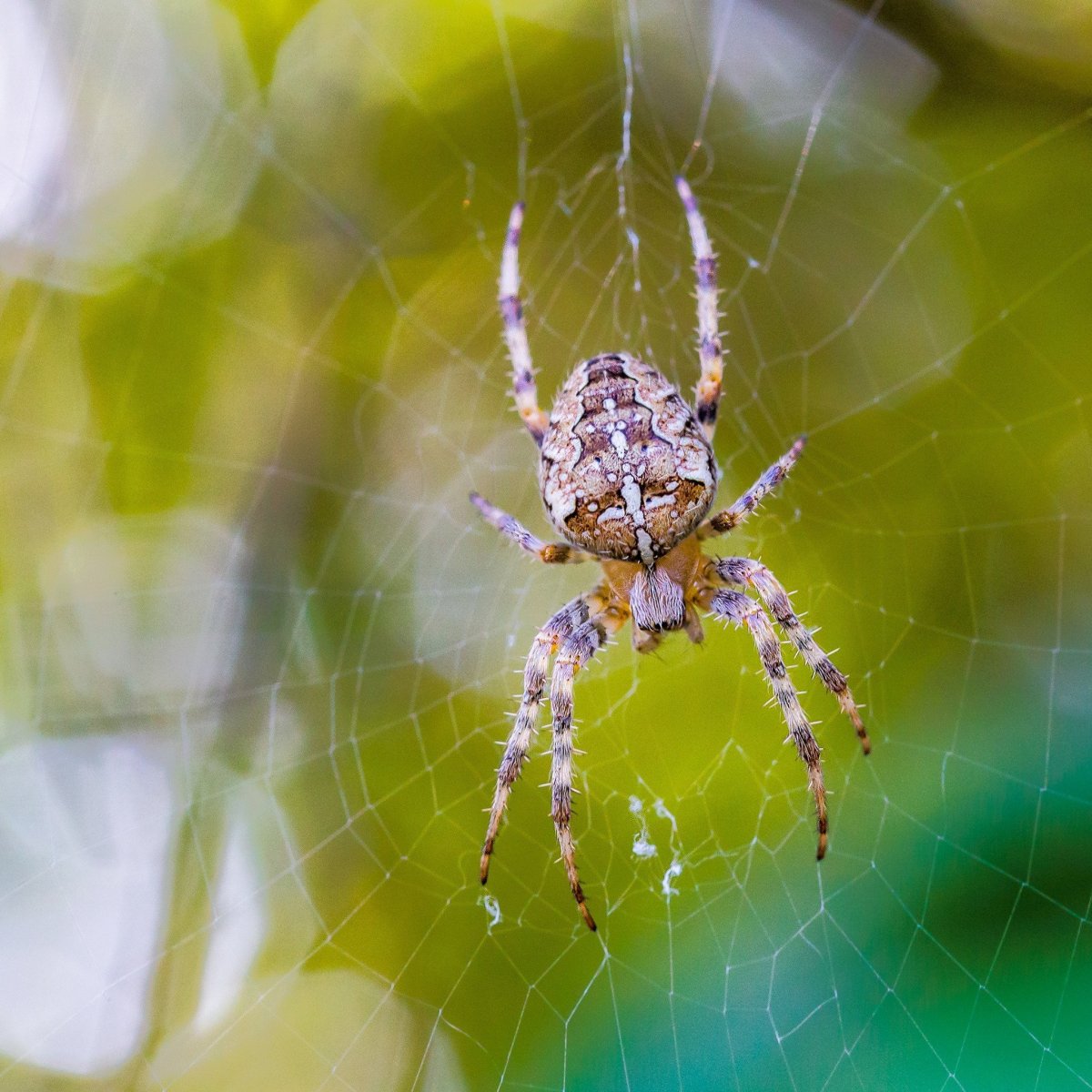 Паук крестовик черный