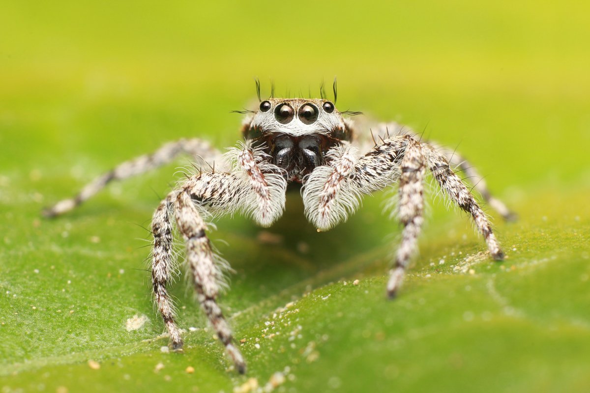 Пауки Башкирии