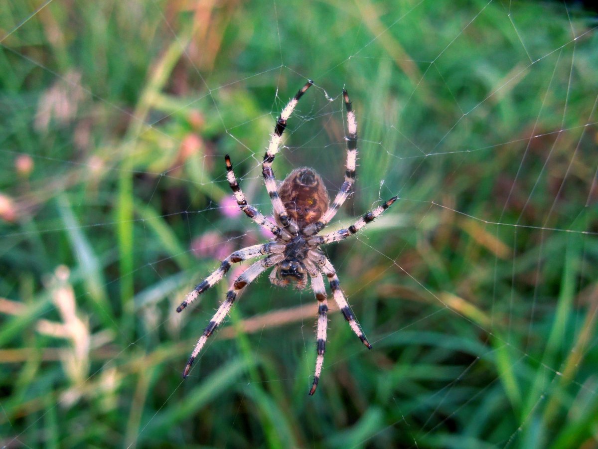 Пауки ядовитые для человека