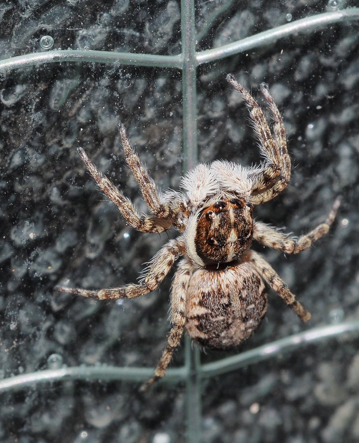 Araneus Quadratus Луговой крестовик