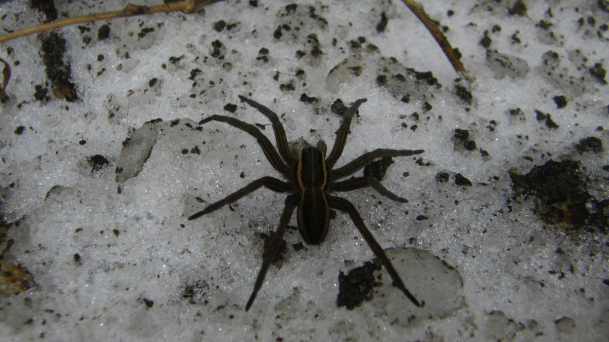 Сибирский ядовитый паук