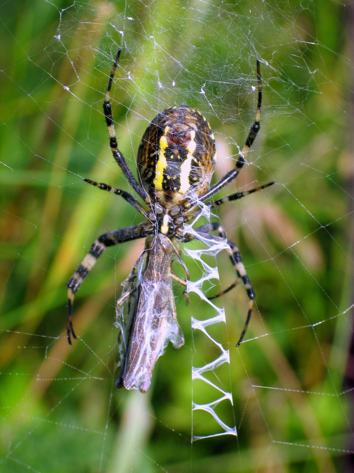 Пауки-кругопряды – Araneidae