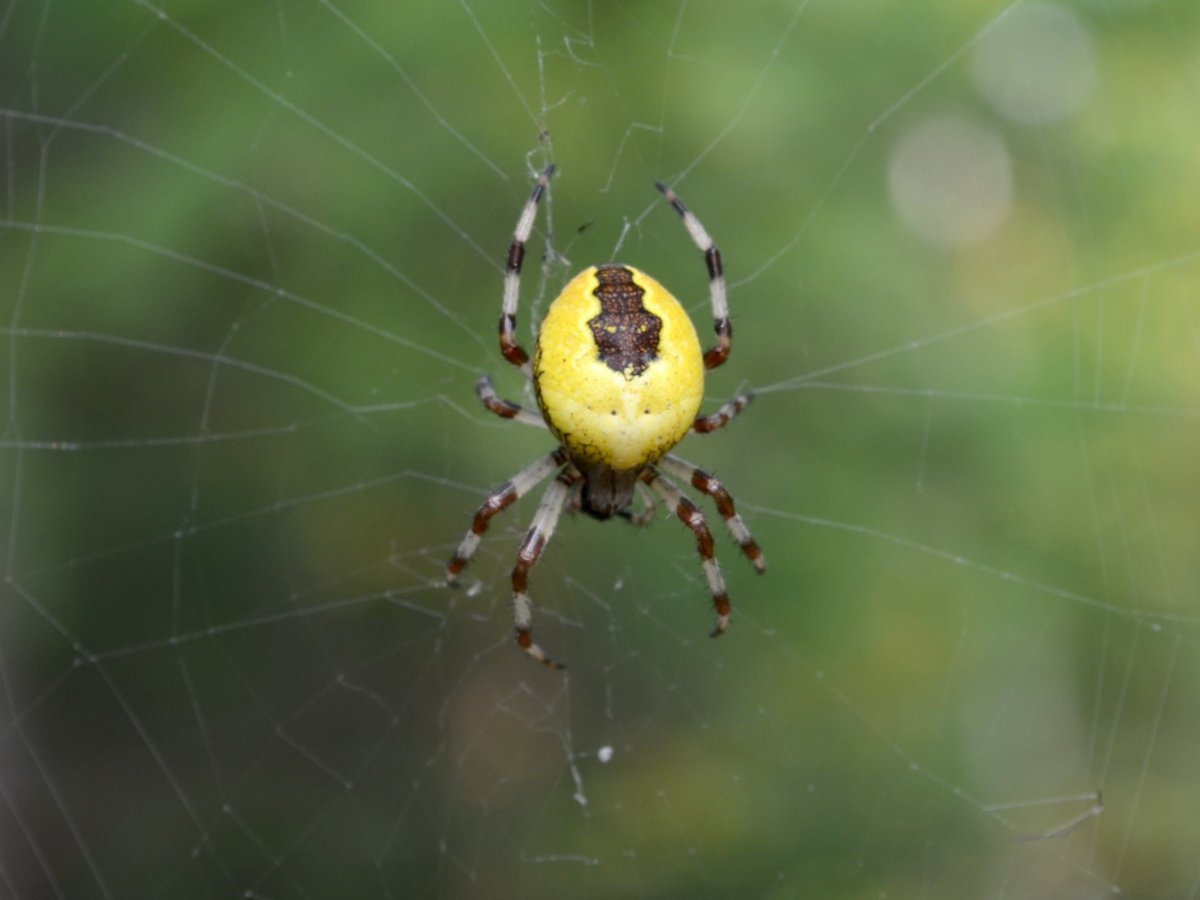Маленькие жёлтые паучки
