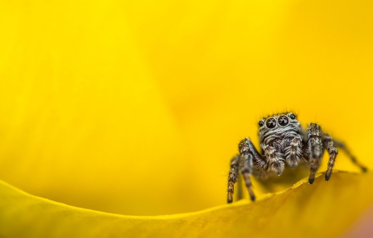 Маленькие жёлтые паучки