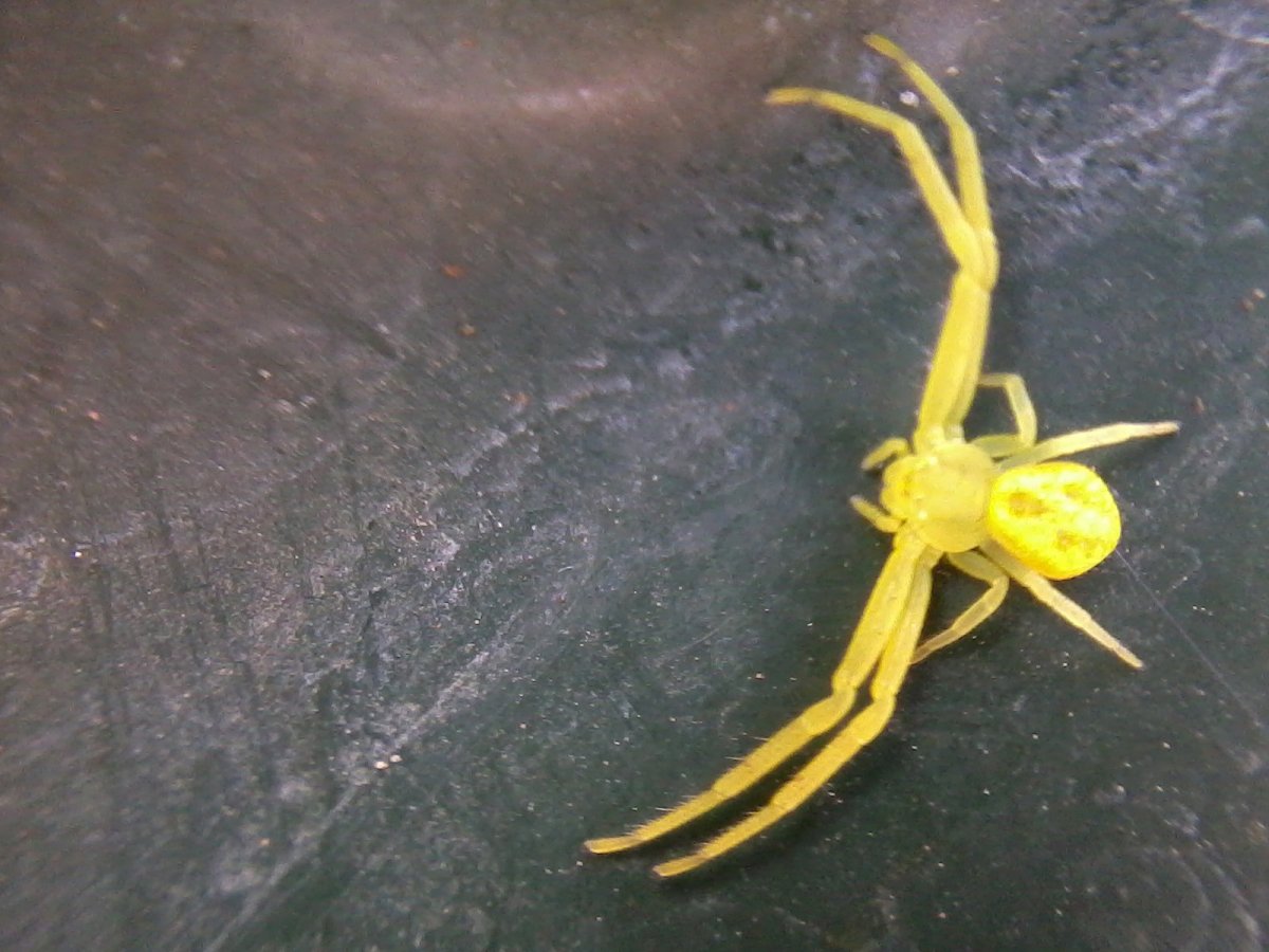 Томизус жёлтый паук