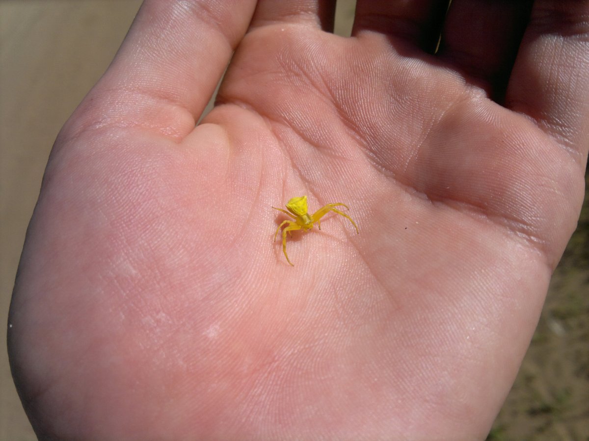 Паук бокоход желтый