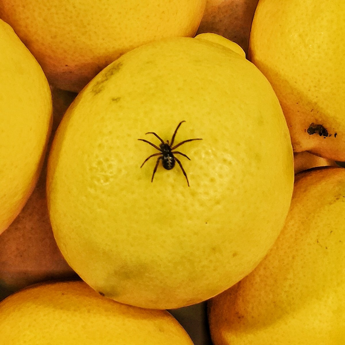 Бледно желтый паук