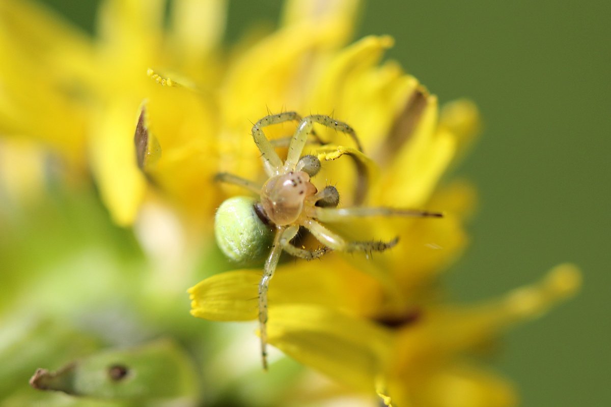 Арахнид желтый паук