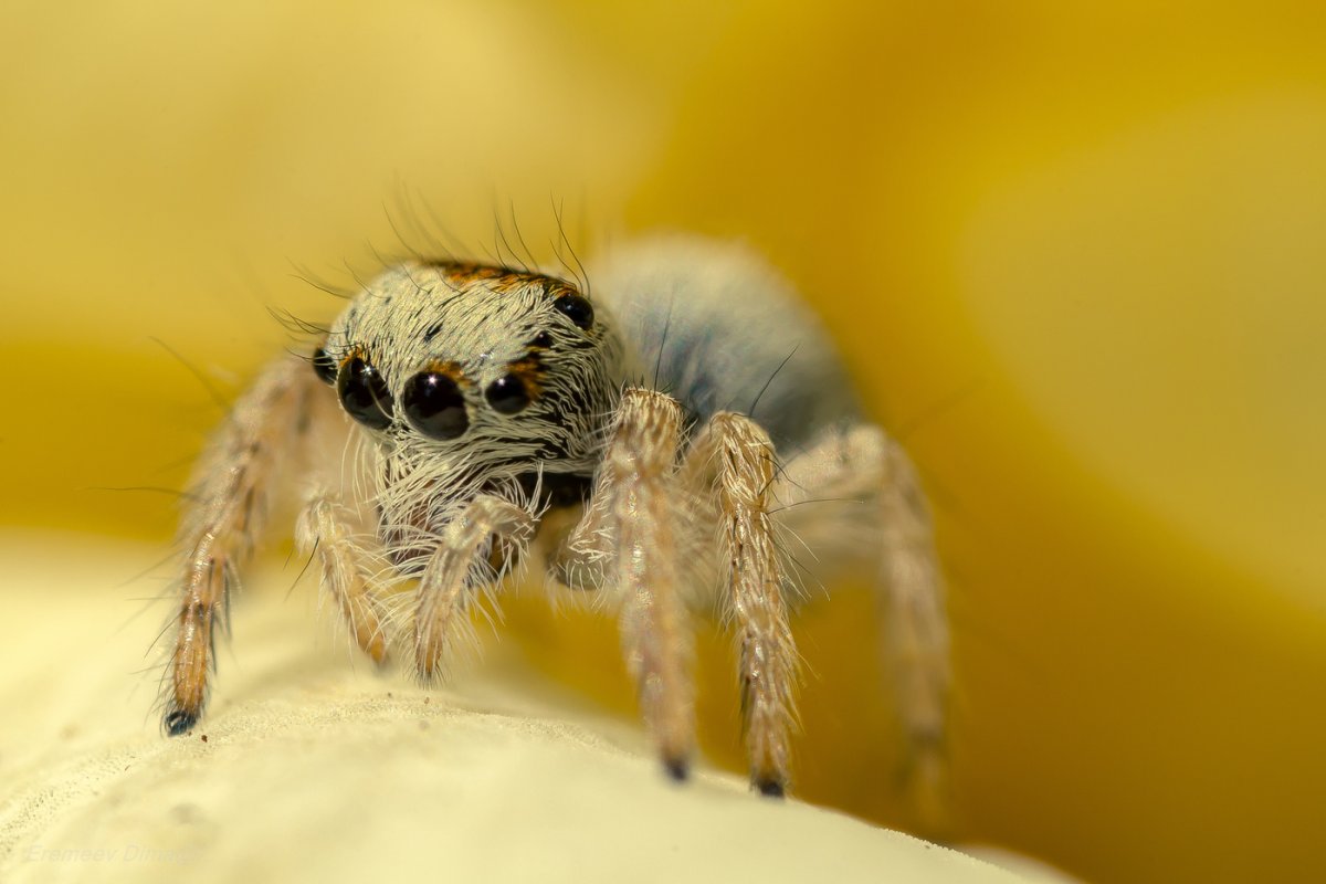 Паук с полосатыми лапами дома