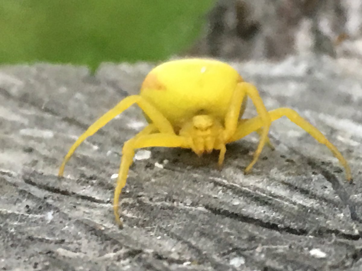 Желтый Арахнид;
