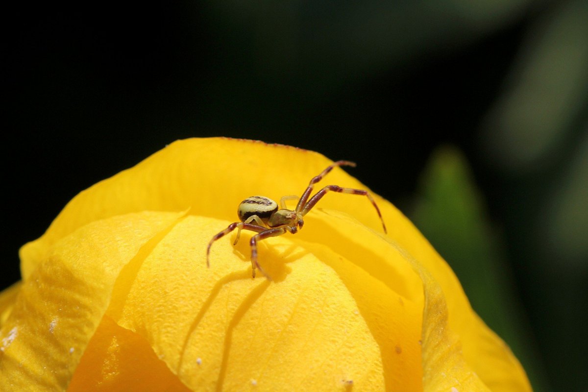 Паук бокоход желтый