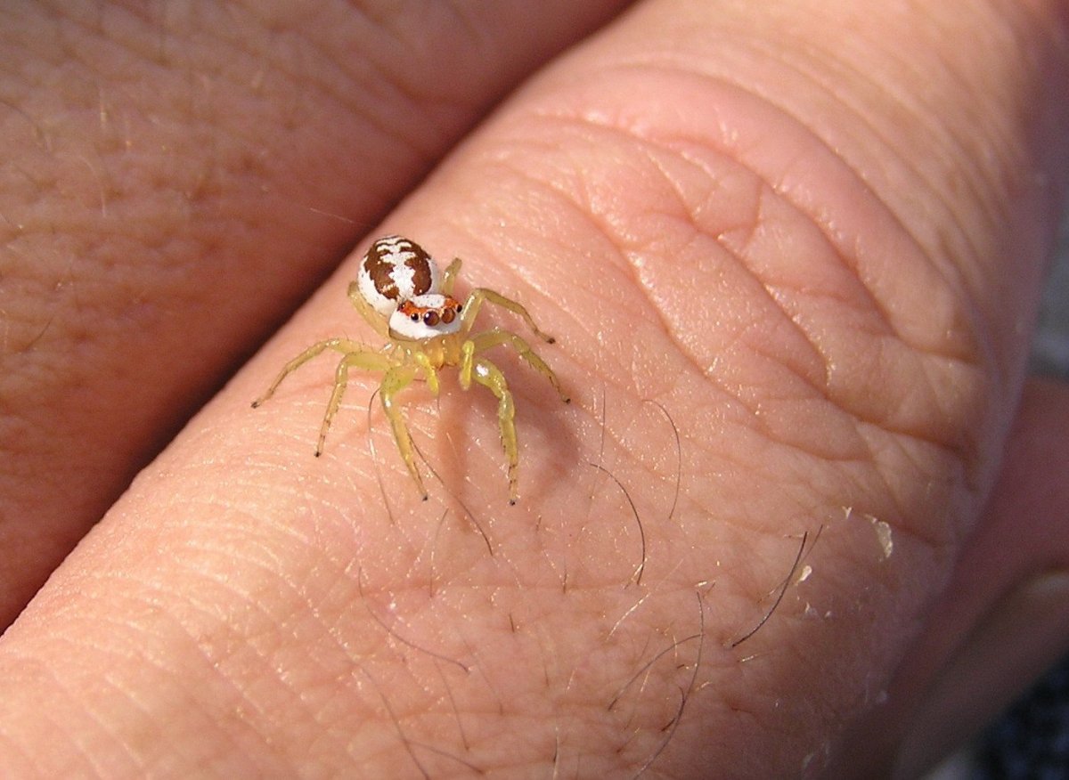 Желтый прозрачный паук