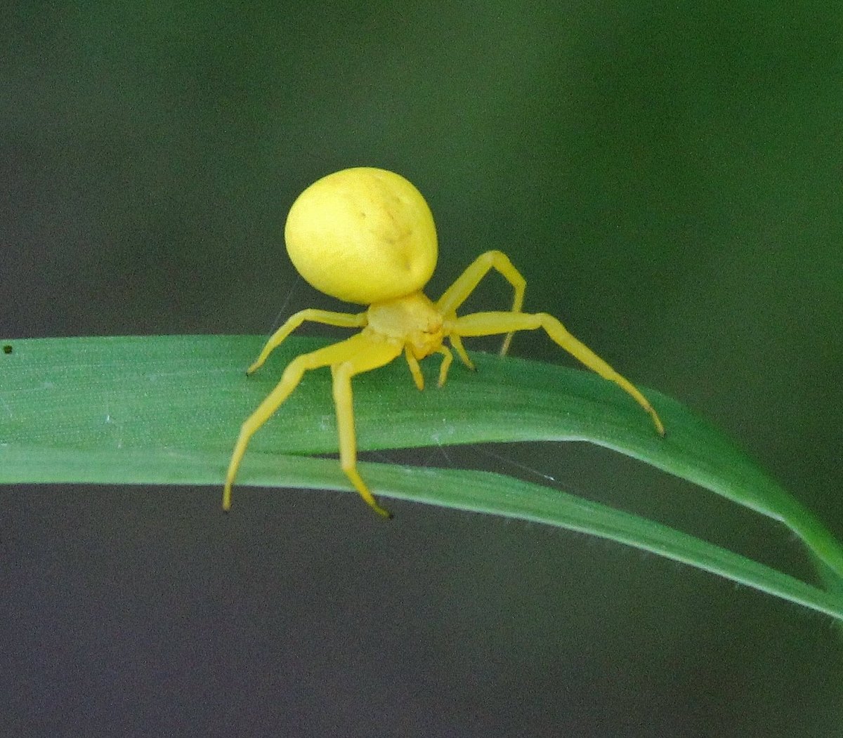 Зеленый паук с лицом