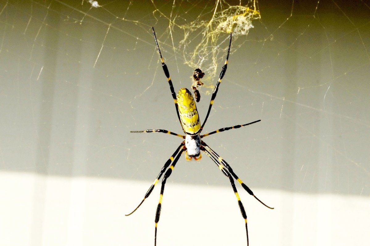 Черно желтый паук в России