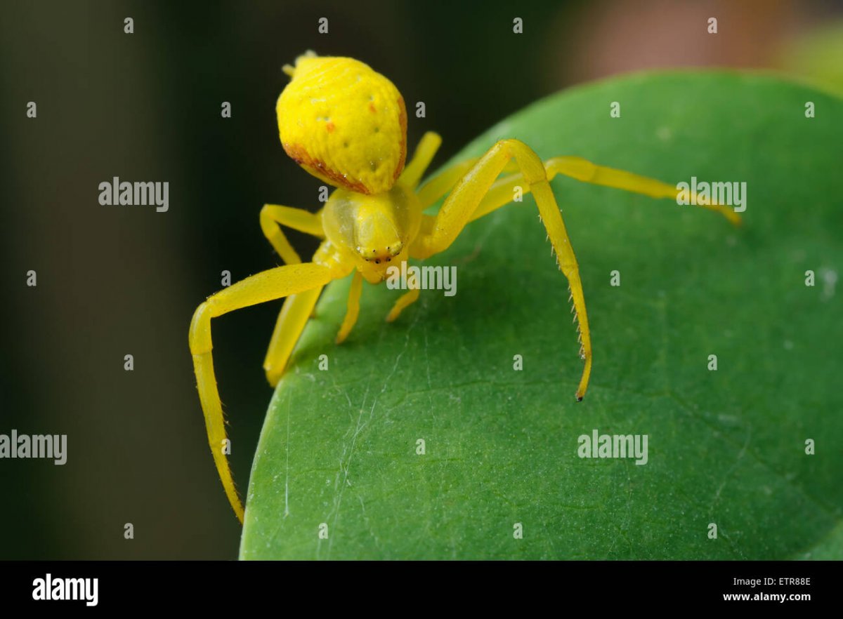 Насекомые пауки на желтом фоне