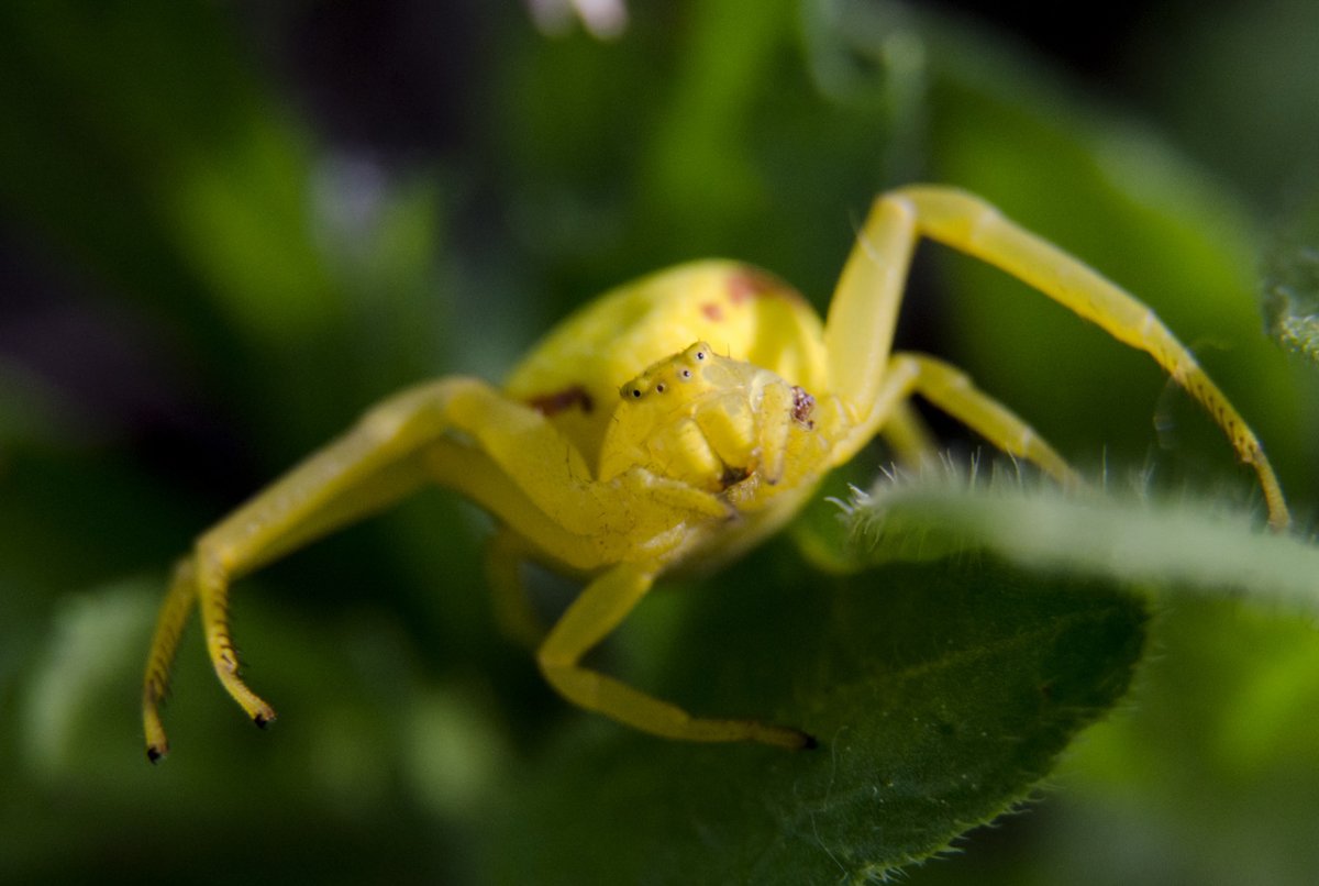 Паук скакун ядовитый