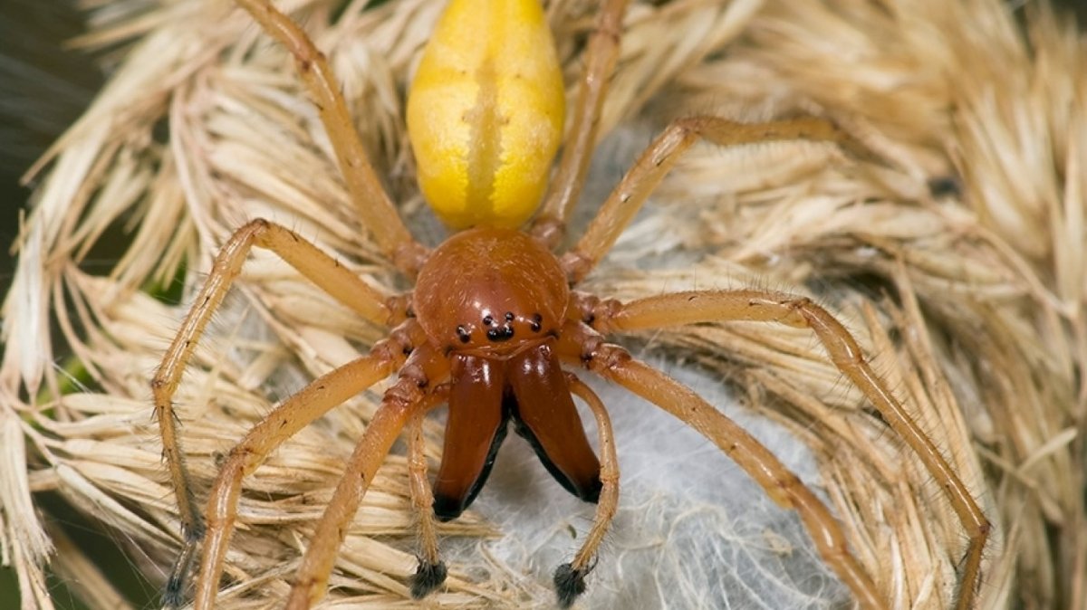 Лимоновый паук