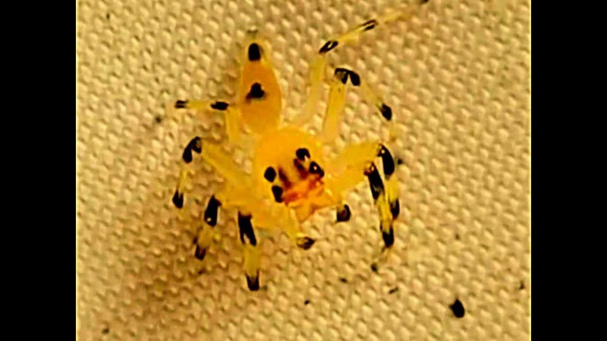 Маленький желтый паук