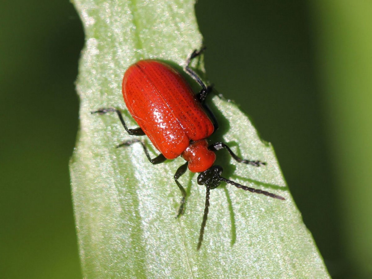 Листоед Божья коровка