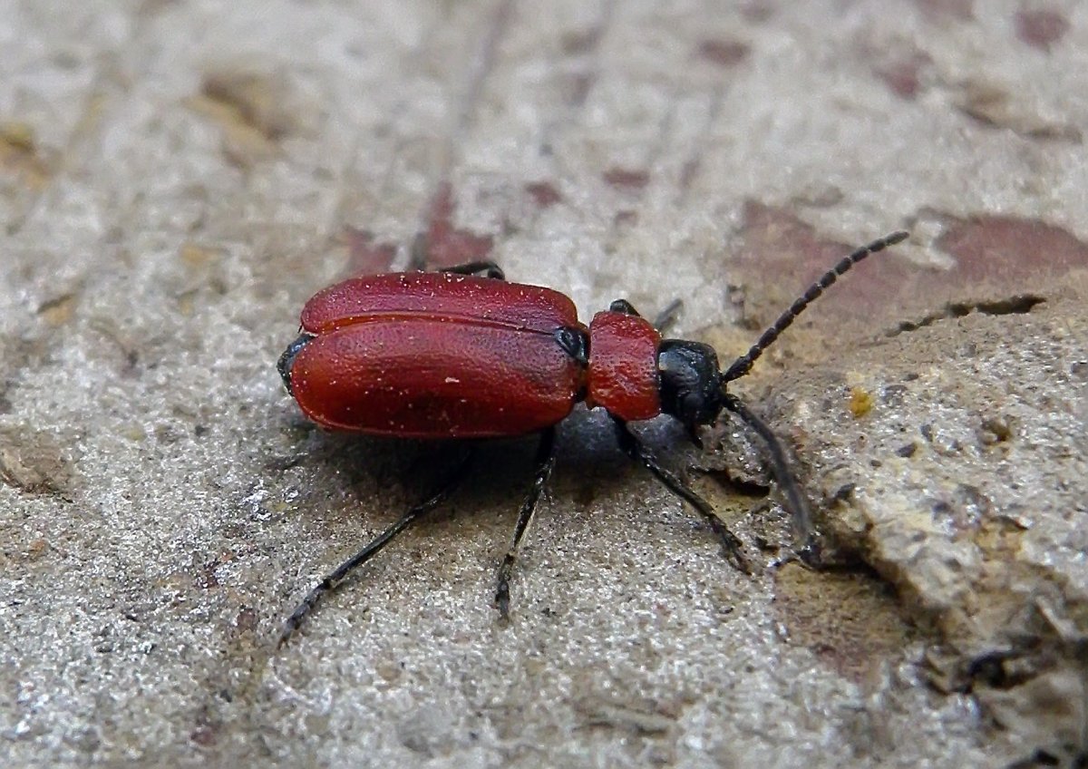 Красные жуки в доме
