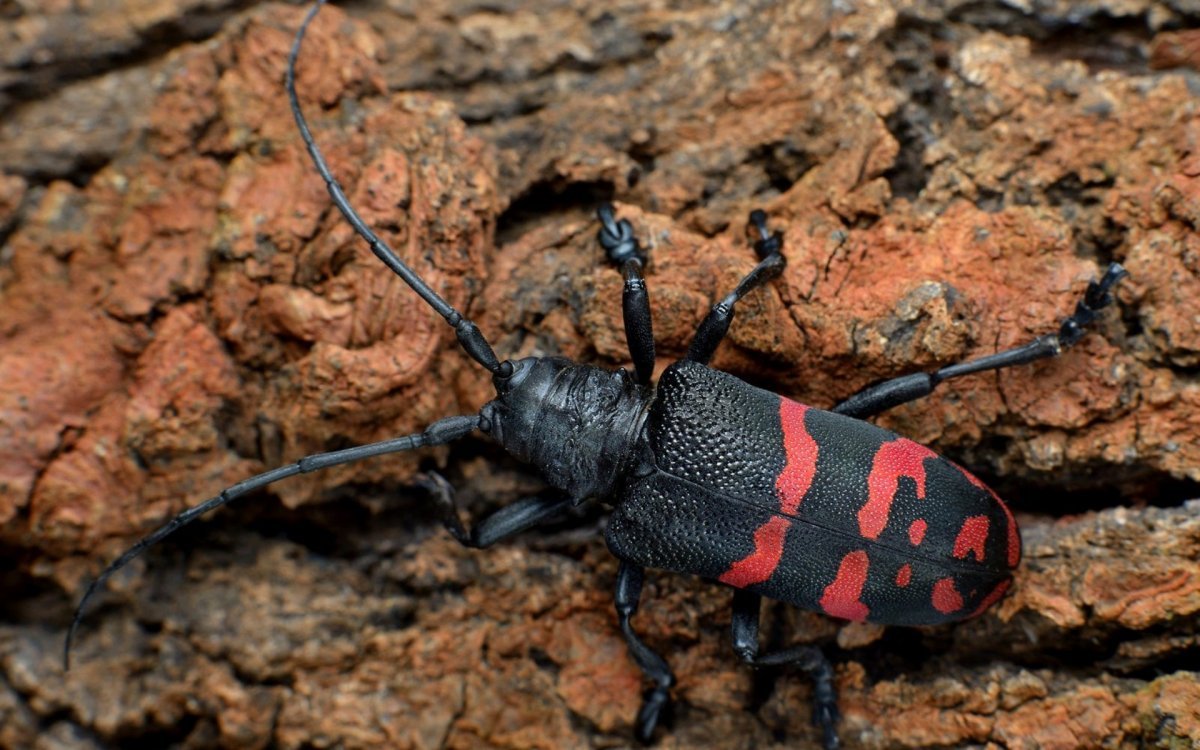 Белый Жук долгоносик