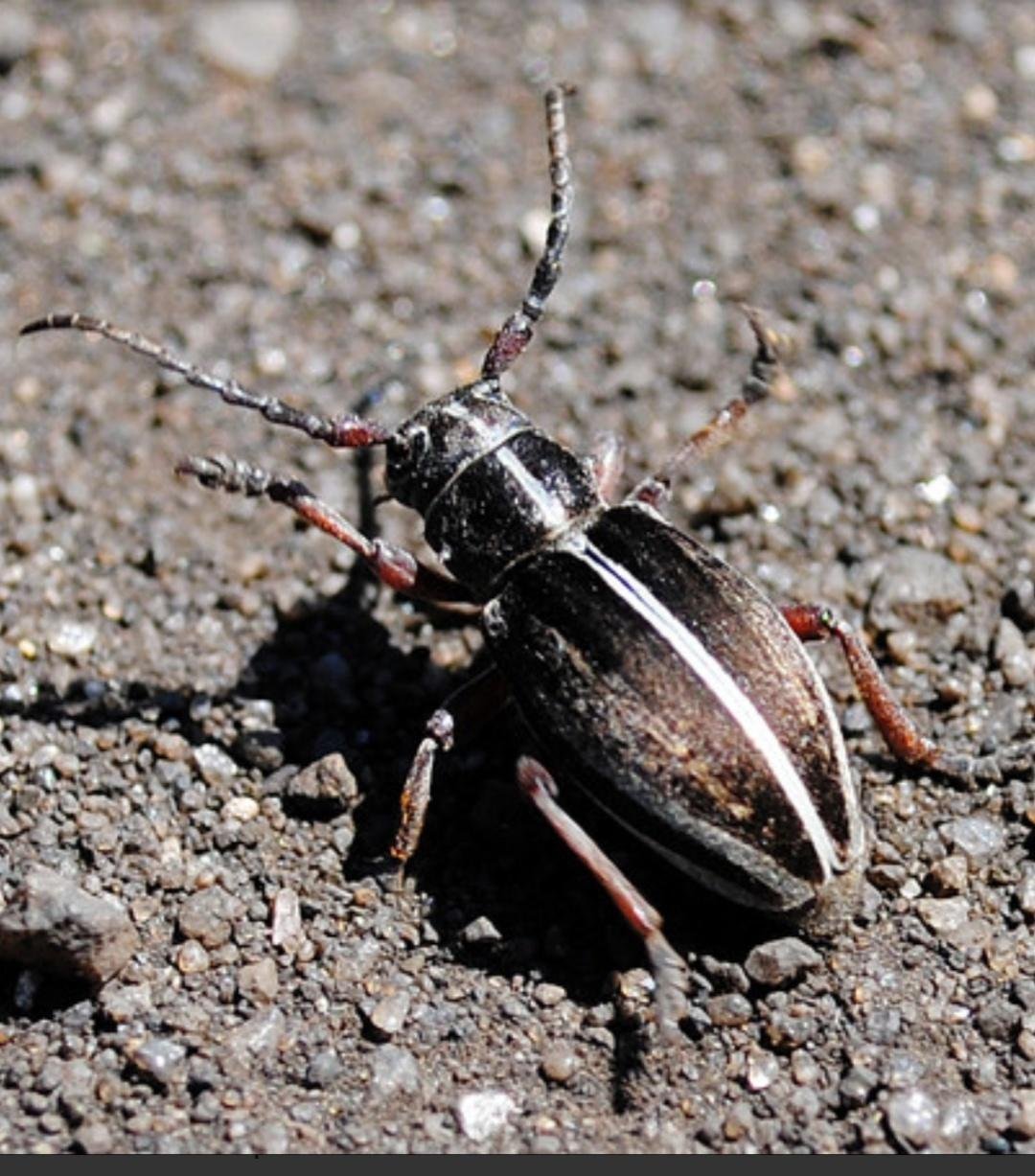 Жук с полосатой спинкой