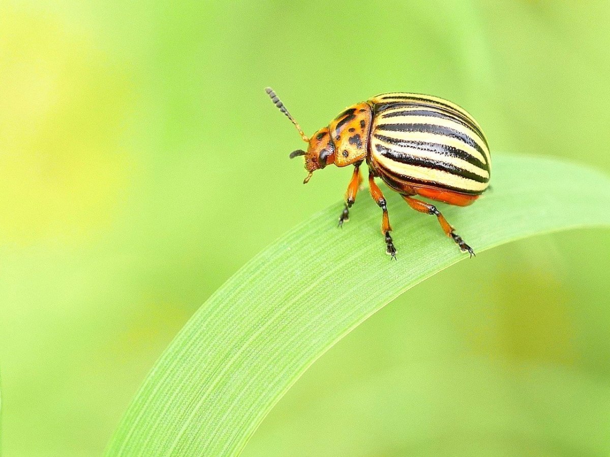 Полосатый Жук Пискун