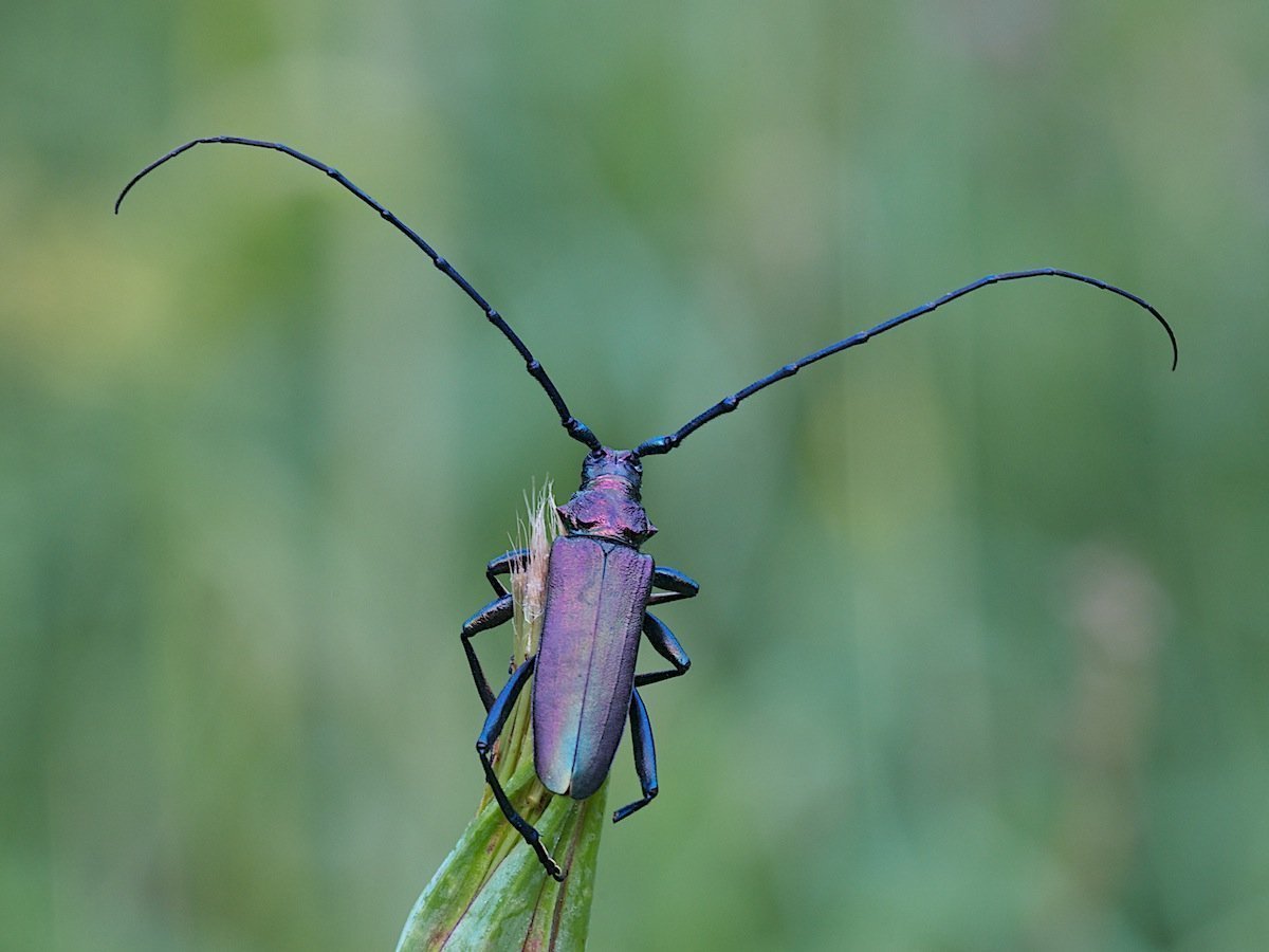 Красный полосатый Жук