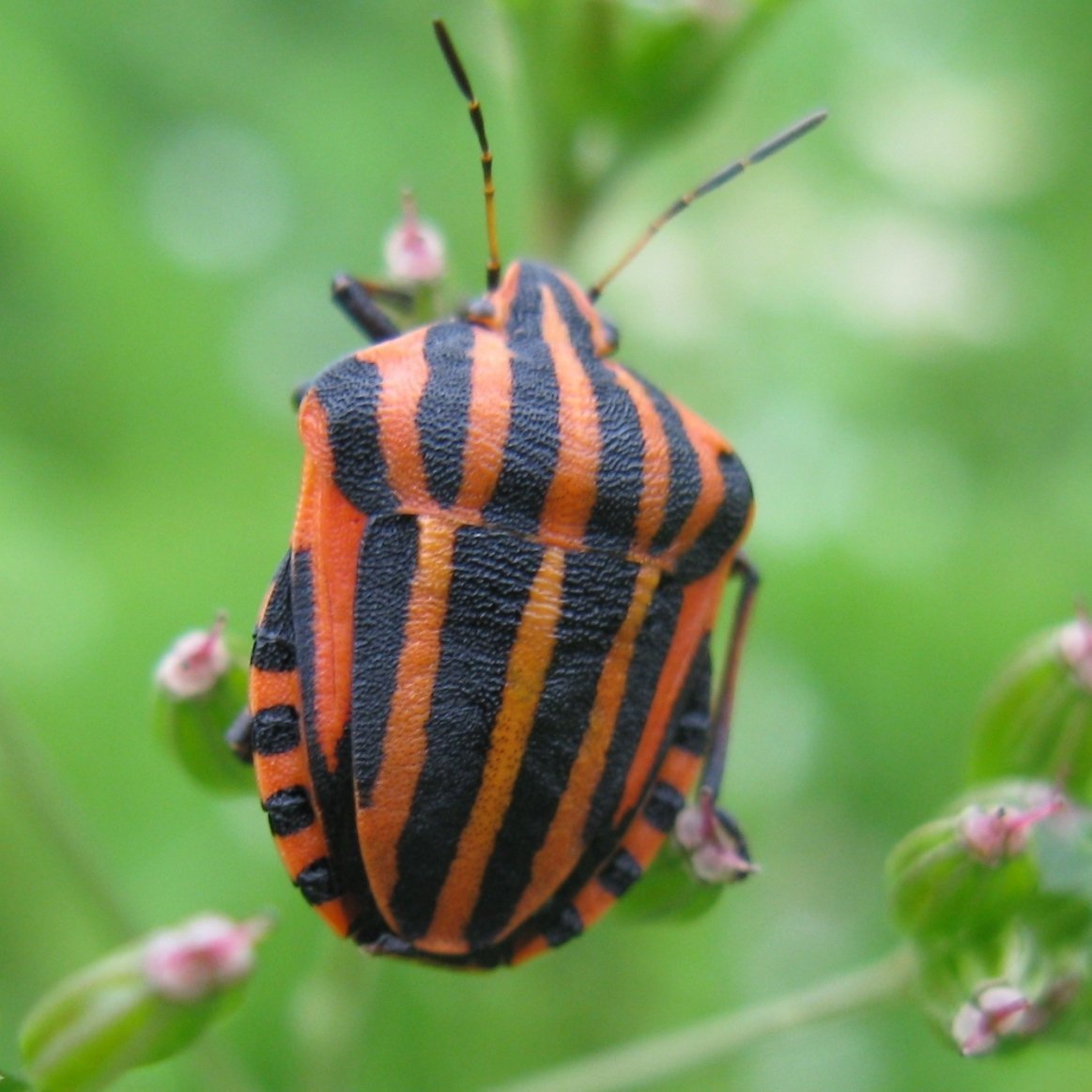 Полосатый Жук с красной головой