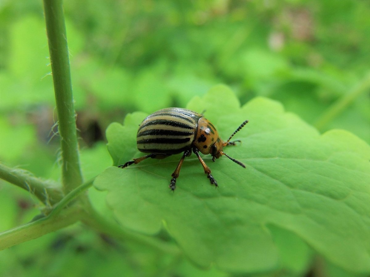 Усики насекомых