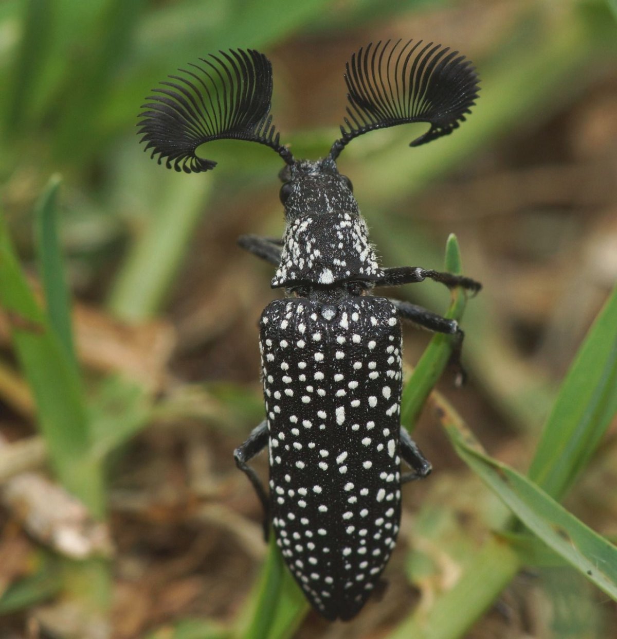 Майский Жук полосатый