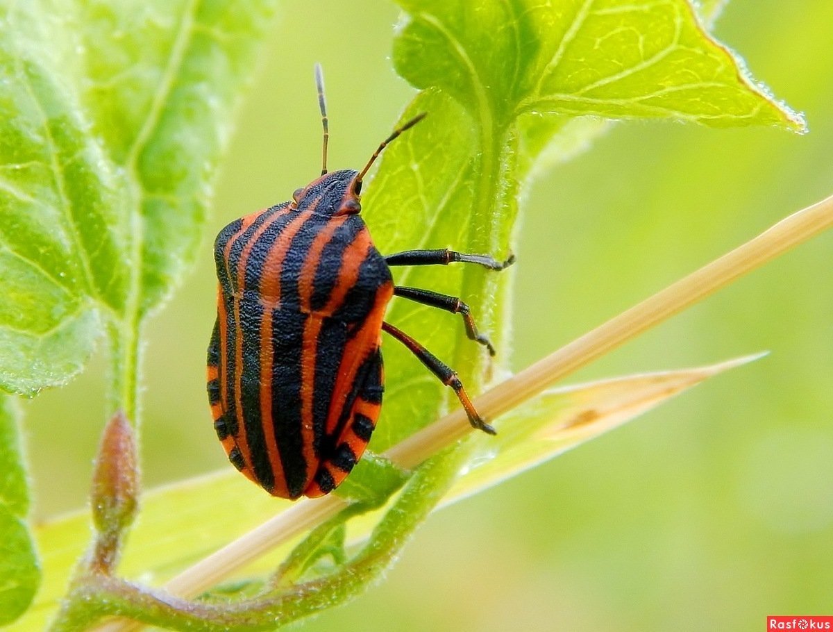 Щитник линейчатый