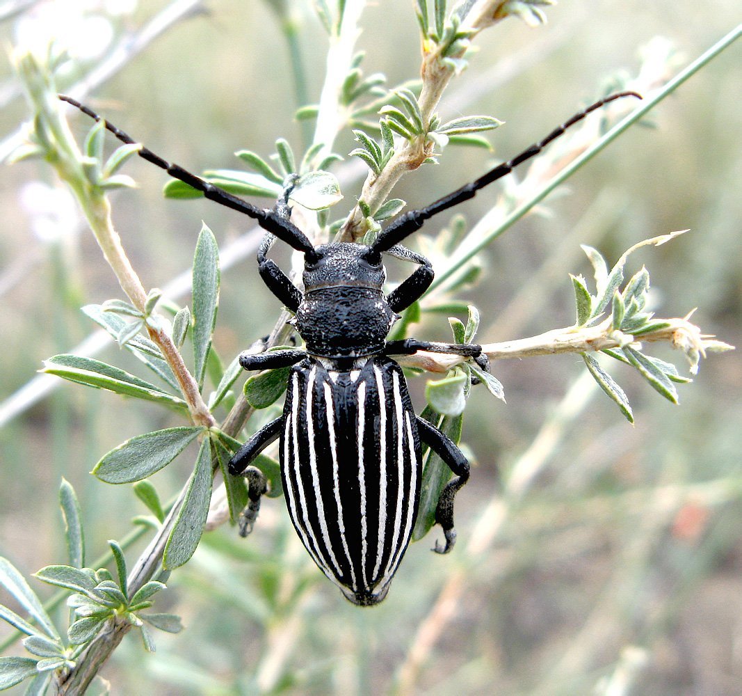 Жук Стригун усач