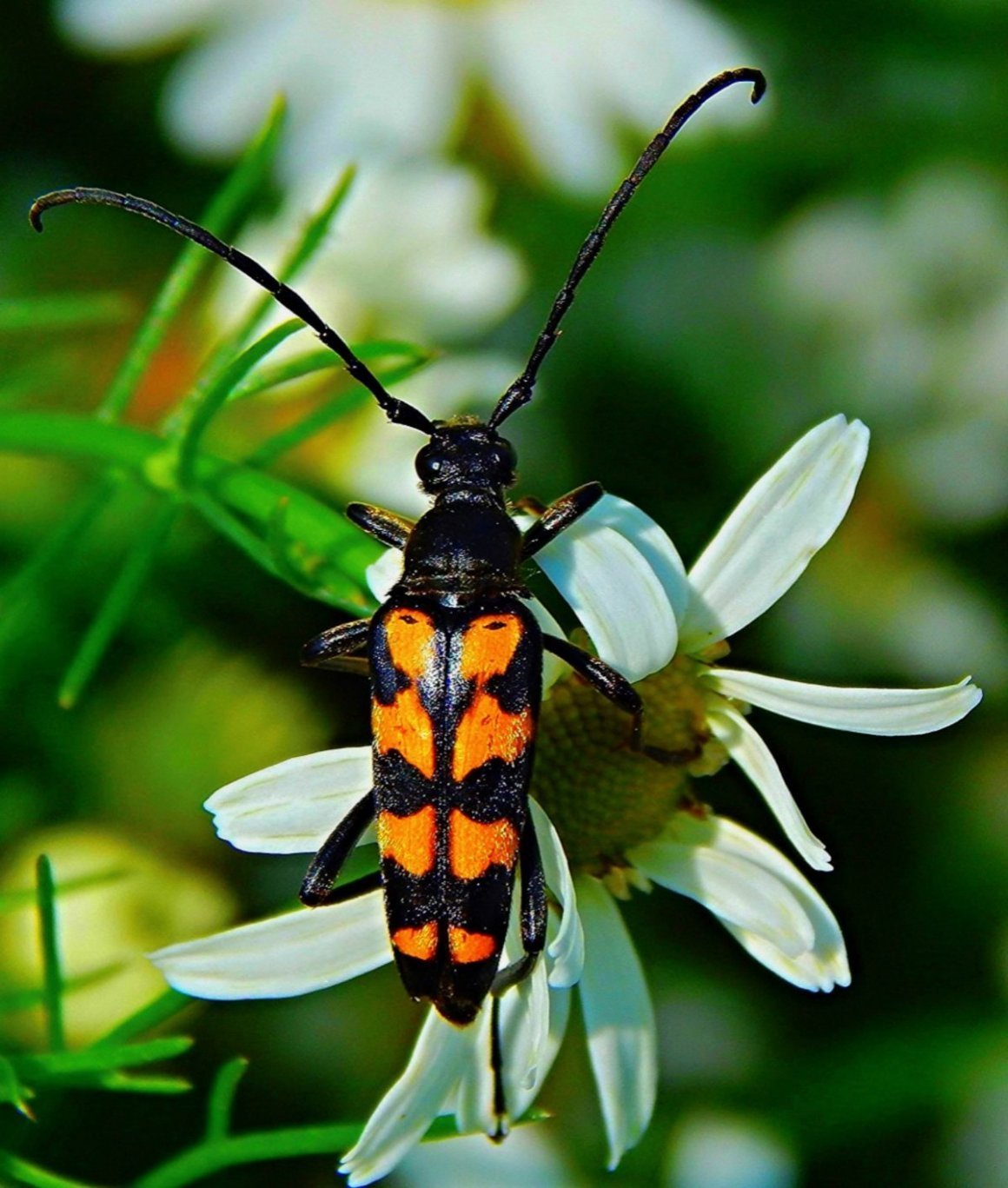 Щитник линейчатый