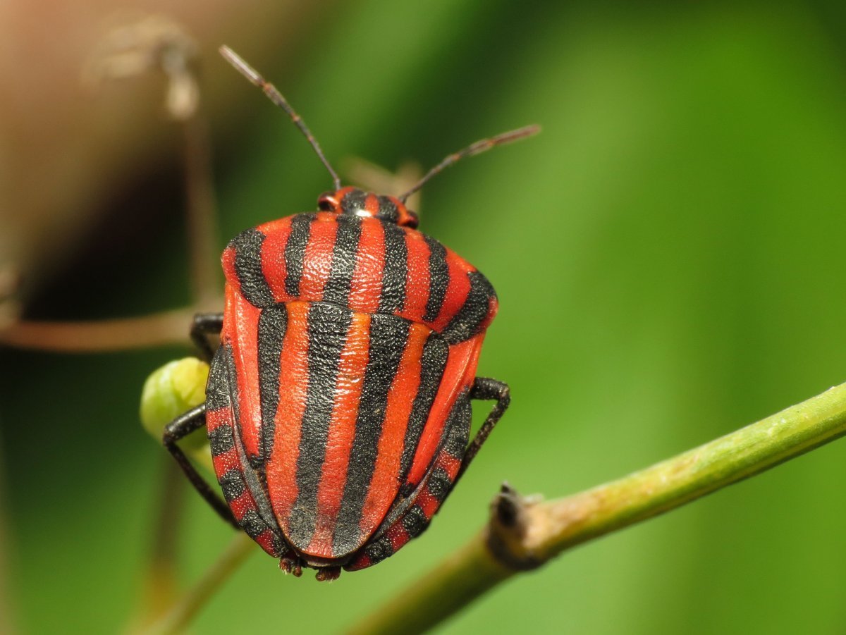 Жук похожий на колорадского жука
