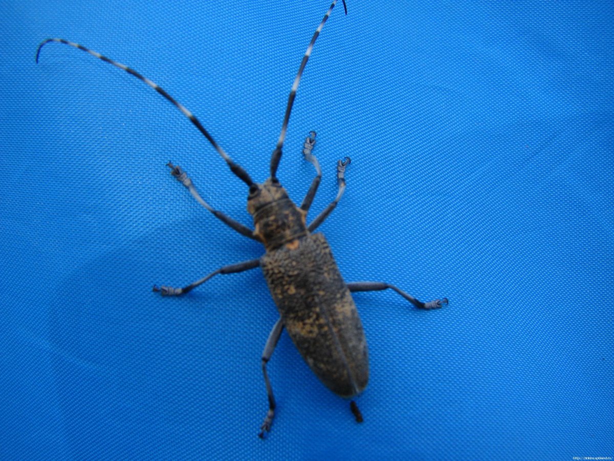 Жук усач черно желтый