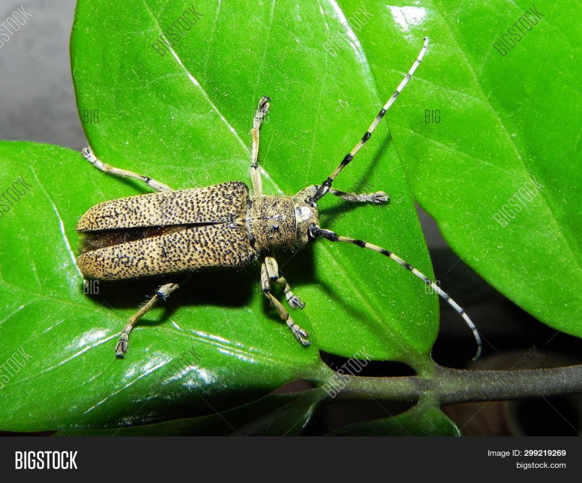 Жук усач Acanthocinus aedilis